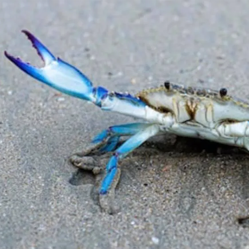 Best Blue Crab suppliers in Tamil Nadu