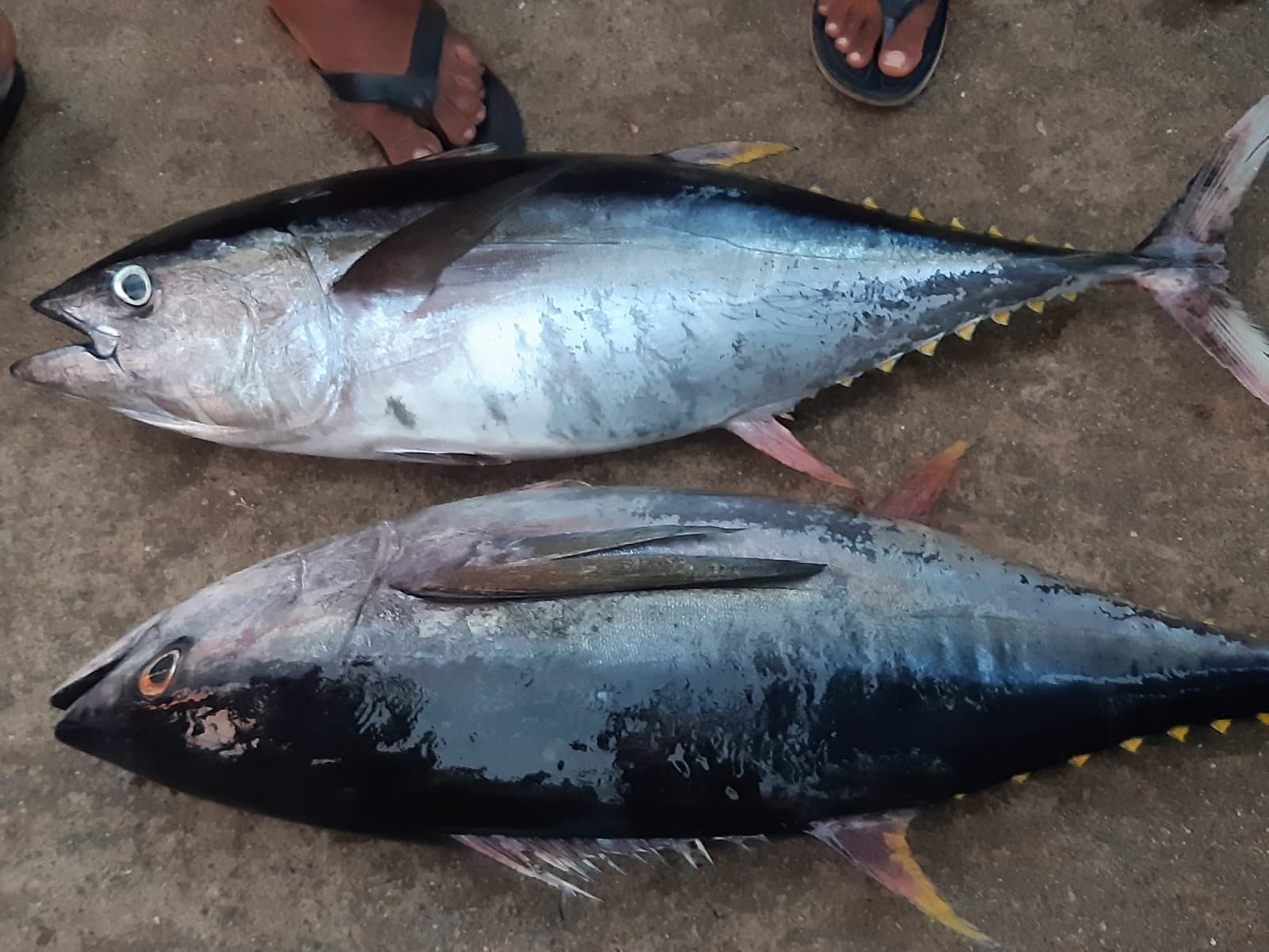 Best Tuna fish  suppliers in Tamilnadu