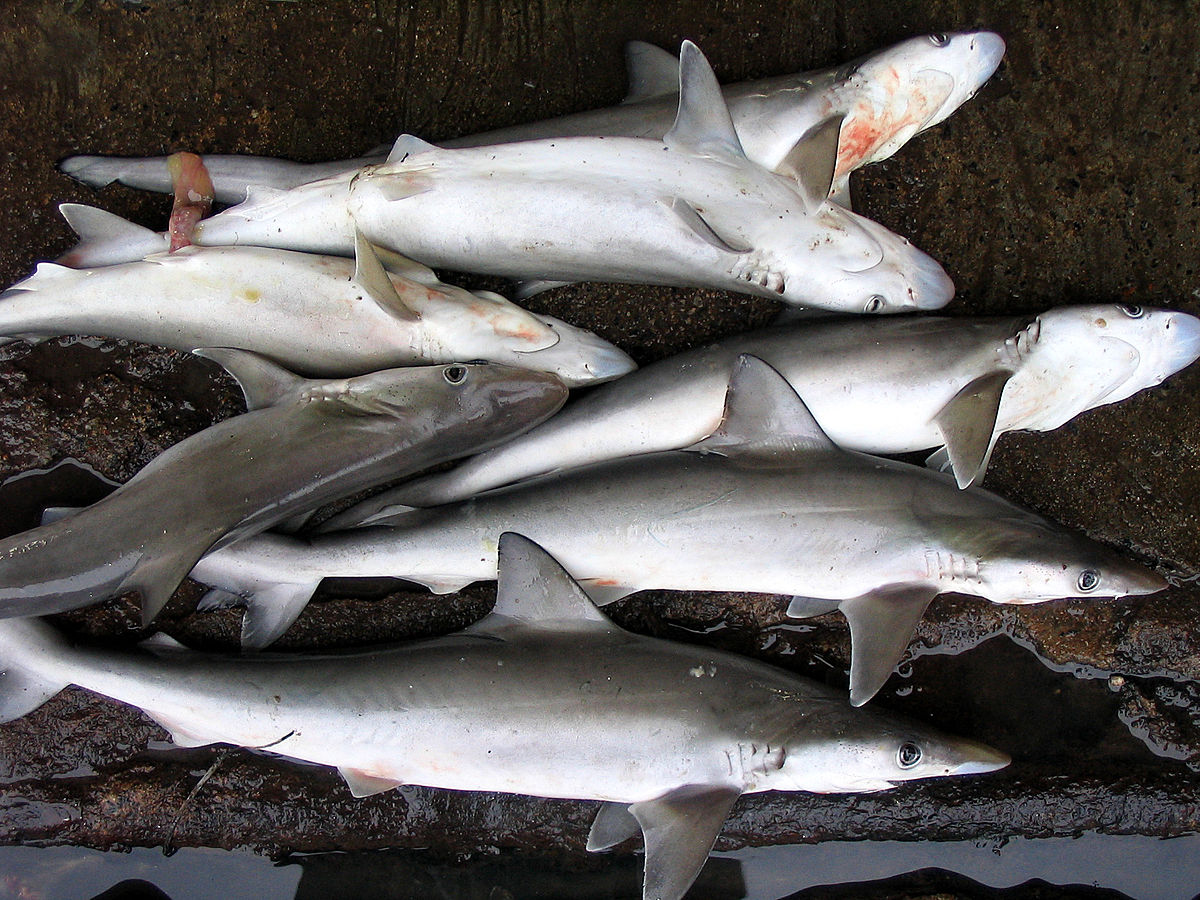 Best milk Shark suppliers in Tamilnadu